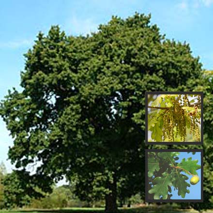 Oak Common English - Quercus Robur 60cm-80cm Bareroot